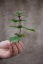 Human hand holding plant sprout