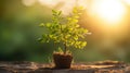 Hands holding young plant in sunshine and green background at sunset. Environment conservation, reforestation, climate change