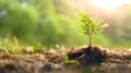 Hands holding young plant in sunshine and green background at sunset. Environment conservation, reforestation, climate change