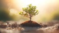 Hands holding young plant in sunshine and green background at sunset. Environment conservation, reforestation, climate change