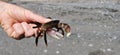 Human hand holding Purple shore crab