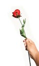 Human hand holding a red rose filed on white background Royalty Free Stock Photo