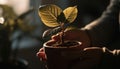 Human hand holding seedling, planting new life in flower pot generated by AI Royalty Free Stock Photo