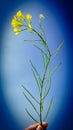 Human hand holding single mustard flower in bright sunny day Royalty Free Stock Photo