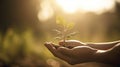 Human hand holding a small green plant growing in soil with sunlight background Royalty Free Stock Photo