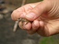 Human hand holding a small lizard.