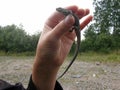 Human hand holding a small lizard.