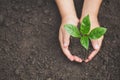 Human hand holding a small seedling, plant a tree, reduce global warming, World Environment Day