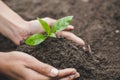 Human hand holding a small seedling, plant a tree, reduce global warming, World Environment Day Royalty Free Stock Photo