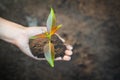 Human hand holding a small seedling, plant a tree, reduce global warming, World Environment Day Royalty Free Stock Photo