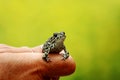 Human hand holding a tiny frog on a green blurred background Royalty Free Stock Photo