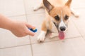 Human hand holding training clicker with a dog Royalty Free Stock Photo