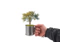 Human hand holding tree in a cup Royalty Free Stock Photo