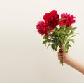 Human hand holding pion flower bouquet gray beige interior wall. Minimalist still life. Light and shadow nature copy space