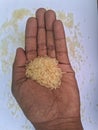human hand holding white rice Royalty Free Stock Photo