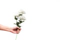 Human hand holding white rose flowers for valentine`s day gift isolated on white background Royalty Free Stock Photo