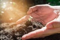 Human hand holding young plant Royalty Free Stock Photo