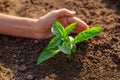 Human hand holding young plant growth in soil. Plant, tree as symbol of start new life, care about nurture and environmental Royalty Free Stock Photo