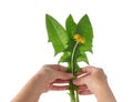 Human hand holds bouquet of green fresh leaves and yellow dandelion flowers isolated on white background Royalty Free Stock Photo