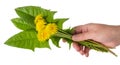 Human hand holds bouquet of green fresh leaves and yellow dandelion flowers isolated on white background Royalty Free Stock Photo