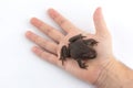 a human hand holds an earthen toad on a white background. Royalty Free Stock Photo