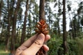 Human hand holds a small brown pinecone against a blurry green pine forest background Royalty Free Stock Photo