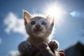 A human hand holds a small kitten in the air sunlight from the front blue sky created with generative AI technology Royalty Free Stock Photo
