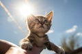 A human hand holds a small kitten in the air sunlight from the front blue sky created with generative AI technology Royalty Free Stock Photo