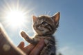 A human hand holds a small kitten in the air sunlight from the front blue sky created with generative AI technology Royalty Free Stock Photo