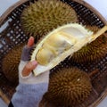 Human hand with knife split Durian fruit tropical fruits from agriculture product at Vietnam