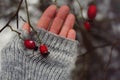 rosehip red berrys branch bush human hand mittens winter snow cold weather garden