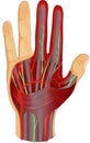 Human hand nerves and muscle