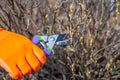 Human hand in orange garden glove holding pruner against currant bush. Pruning shrubs with secateur in early spring. Gardening