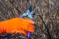 Human hand in orange garden glove holding pruner against currant bush. Pruning shrubs with secateur in early spring. Gardening