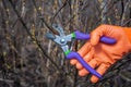 Human hand in orange garden glove holding pruner against currant bush. Pruning shrubs with secateur in early spring. Gardening