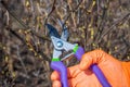 Human hand in orange garden glove holding pruner against currant bush. Pruning shrubs with secateur in early spring. Gardening