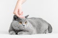 Human hand petting cat`s head. British Shorthair