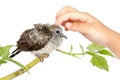 Human Hand Petting a Small Cuckoo