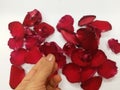 human hand pick one petal of red rose flower on white background Royalty Free Stock Photo