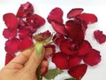 Human hand pick one petal of red rose flower on white background Royalty Free Stock Photo