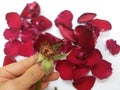 Human hand pick one petal of red rose flower on white background Royalty Free Stock Photo