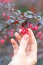 Human hand pick up a ripe barberry from a bush branch, close up, vertical photo, selected focus.