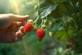 Human hand picking a low hanging perfect strawberry from a tree. Generative AI Royalty Free Stock Photo