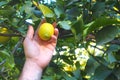 Human hand picks up a lemon from tree branch Royalty Free Stock Photo