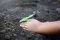 Human hand plant small tree. Little boy hands holding young tree Royalty Free Stock Photo