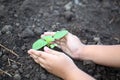 Human hand plant small tree. Little boy hands holding young tree Royalty Free Stock Photo