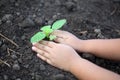 Human hand plant small tree. Little boy hands holding young tree Royalty Free Stock Photo