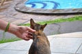 Human hand playing with brown cat