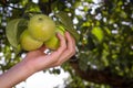 Human hand plucks ripe apples from a tree on the huge garden