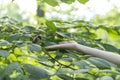 Human hand reaches out to the wild bird with yellow feathers, si